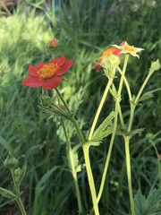 Geum quellyon