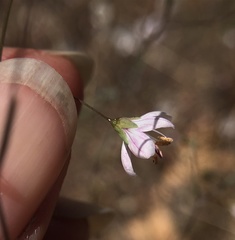 Hesperolinon spergulinum