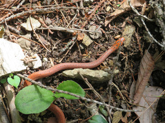 Euprepiophis conspicillata