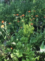 Geum quellyon