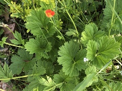 Geum quellyon