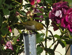 Zosterops lateralis chloronotus