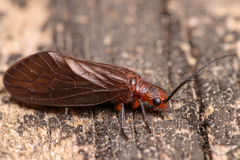 Protosialis americana