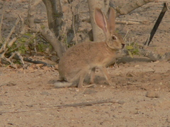 Lepus capensis