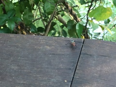 Dysdercus decussatus