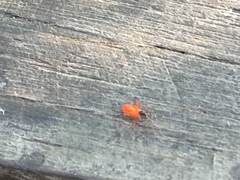 Dysdercus decussatus