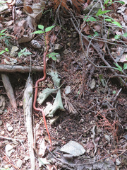 Euprepiophis conspicillata