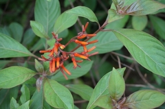 Hamelia patens