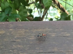 Dysdercus decussatus