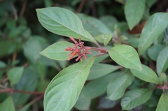 Hamelia patens