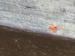 Dysdercus decussatus