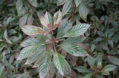 Hamelia patens