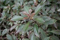 Hamelia patens
