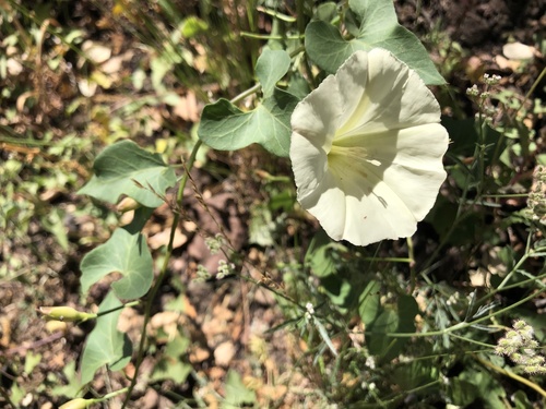 Calystegia occidentalis ssp. occidentalis