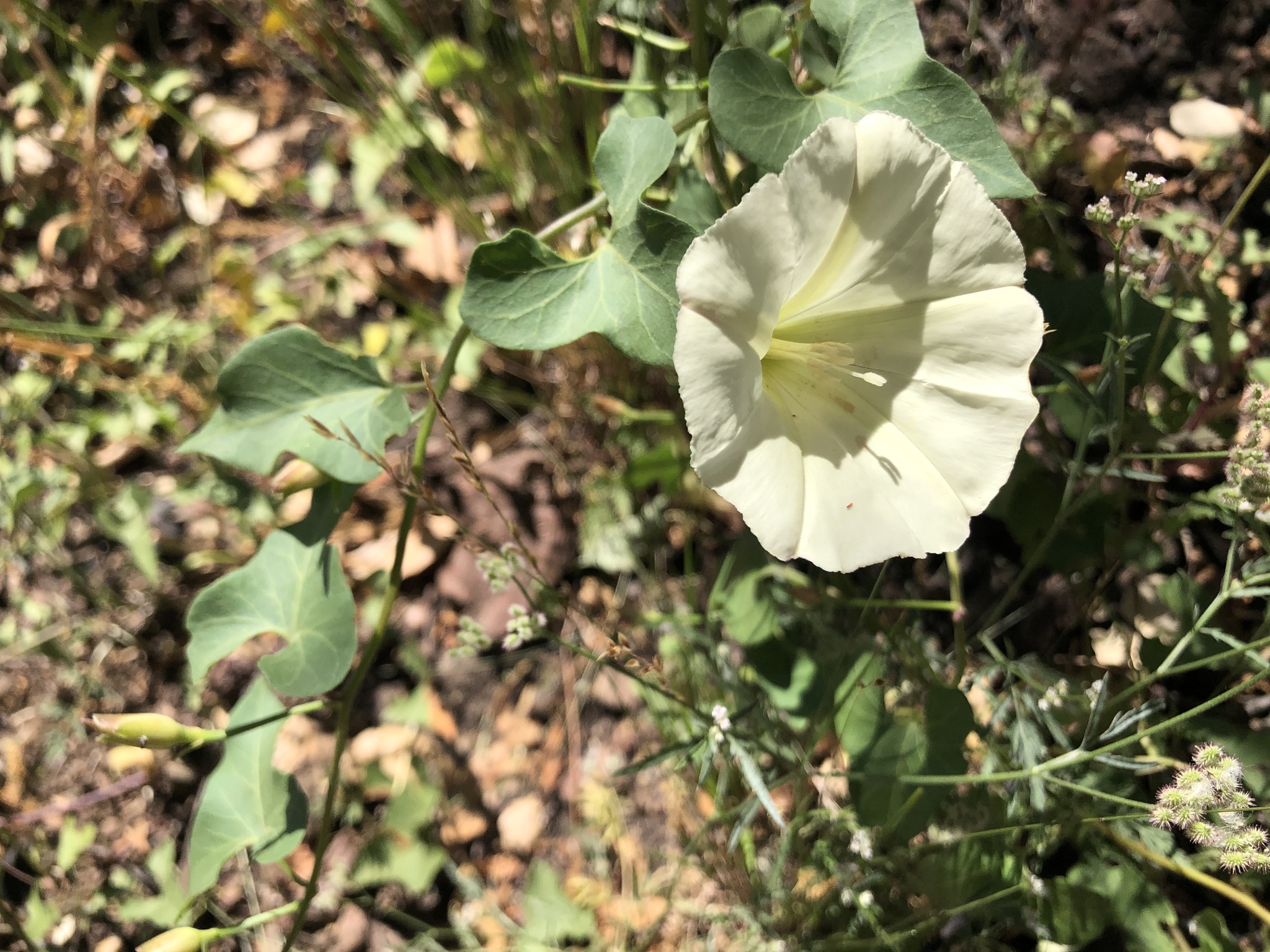 Calystegia occidentalis ssp. occidentalis