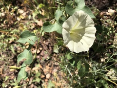 Calystegia occidentalis occidentalis