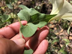 Calystegia occidentalis occidentalis
