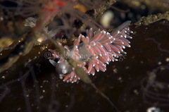 Carronella pellucida