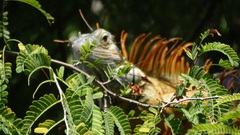 Iguana iguana