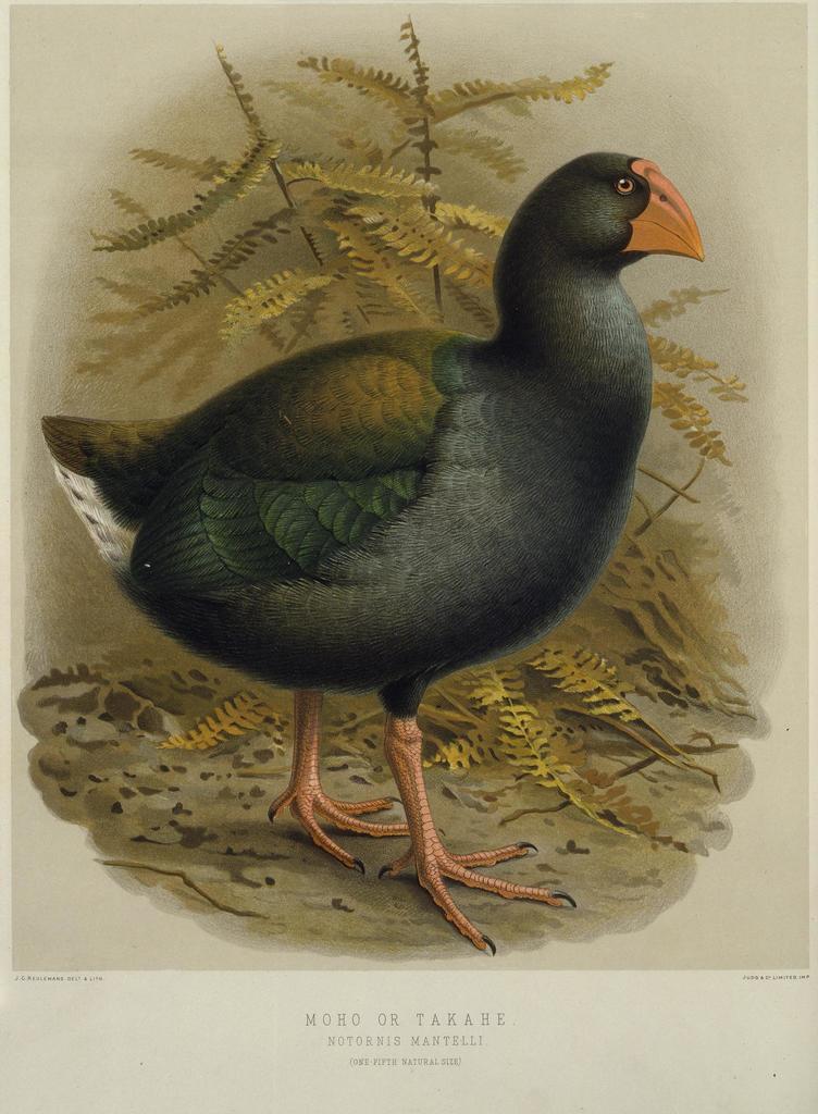 North Island Takahe photo