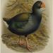 North Island Takahē - Photo National Library NZ on The Commons, no known copyright restrictions (public domain)