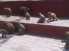 Macaca mulatta