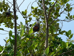 Pteropus hypomelanus