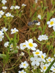 Plagiobothrys figuratus