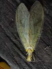 Chloronia