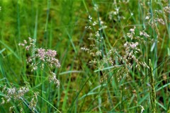 Melinis repens image