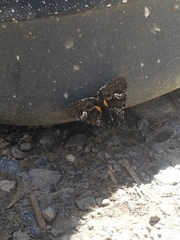 Coranarta macrostigma