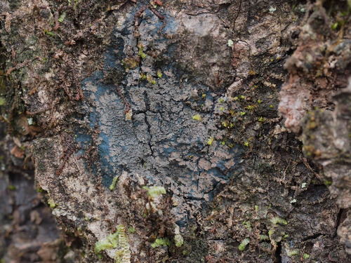 Parmeliella appalachensis