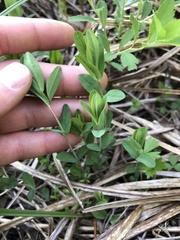 Hypericum ellipticum