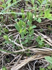 Hypericum ellipticum