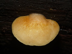 Crepidotus praecipuus