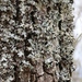 Parmotrema cetratum - Photo (c) Vitaly Charny, algunos derechos reservados (CC BY-NC), subido por Vitaly Charny