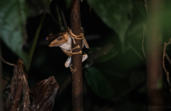 Polypedates otilophus