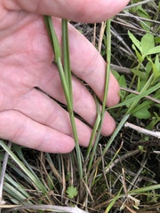 Carex molesta