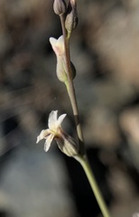 Streptanthus barbiger