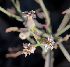 Streptanthus barbiger