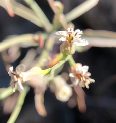 Streptanthus barbiger