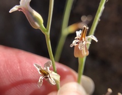 Streptanthus barbiger