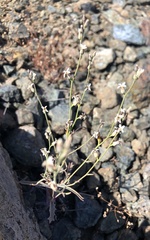 Streptanthus barbiger