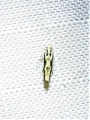 Melanocinclis lineigera