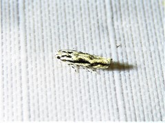 Melanocinclis lineigera