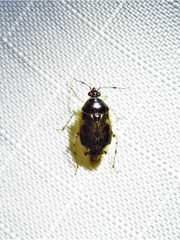 Deraeocoris davisi