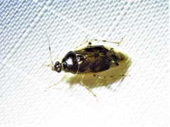 Deraeocoris davisi