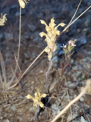 Castilleja lacera