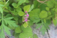 Rubus coreanus