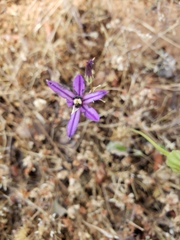 Brodiaea minor